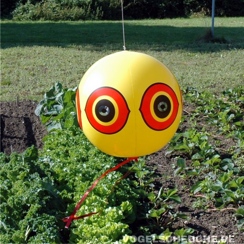 Ein Vogelscheuch-Ballon hängt über einem Gemüsebeet und schützt die Kohlpflanzen vor Tauben, Amseln und Staren.